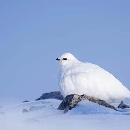Der Alpenfrieden * Marul