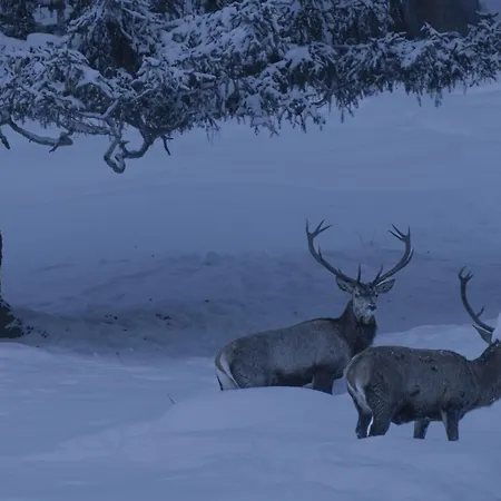 Апартаменты Der Alpenfrieden *