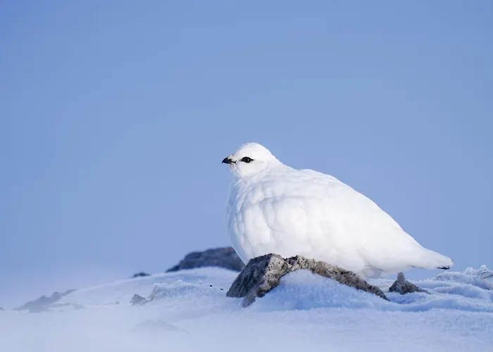 Der Alpenfrieden * Marul