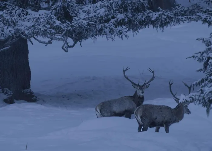 Apartment Der Alpenfrieden *